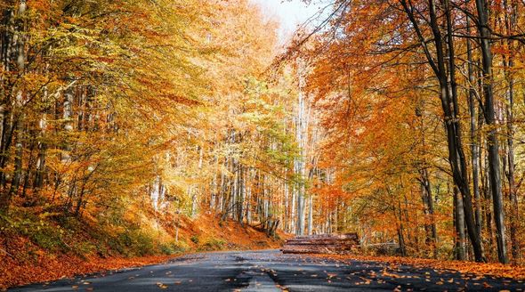 Exploring Fall Foliage